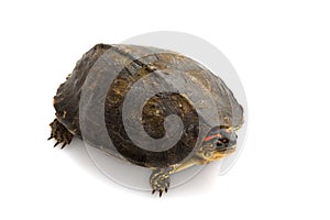 South American wood turtle