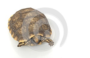 South American Yellow-footed Tortoise