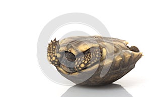 South American Yellow-footed Tortoise