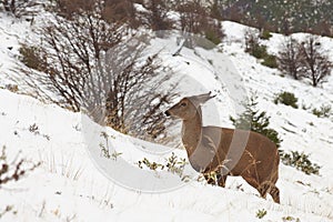 South Andean Deer photo