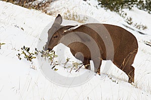 South Andean Deer photo