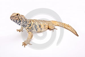 South Arabian Spiny-tailed Lizard (Uromastyx yemenensis)