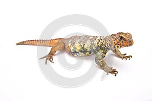 South Arabian Spiny-tailed Lizard (Uromastyx yemenensis)
