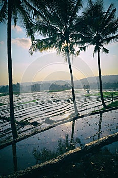 South Asia Cultivated Paddy Field