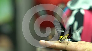 South Asia insect, exotic butterfly Troides radamanthus sitting on human hand