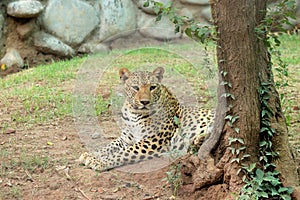 South Asia leopard & x28;Panthera Pardus& x29; resting on ground in nature