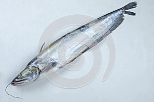 South Asian Boal fishes over white background