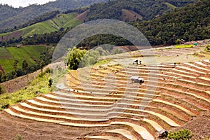 South Asian rice field terraces.