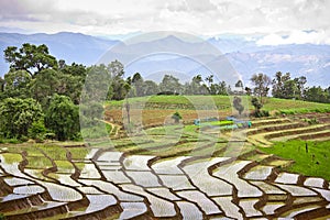 South Asian rice field terraces.