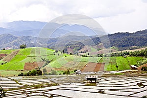 South Asian rice field terraces.