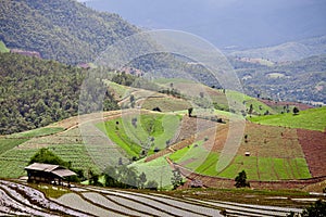 South Asian rice field terraces.