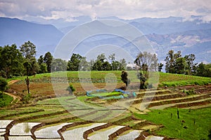 South Asian rice field terraces.