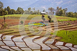 South Asian rice field terraces.