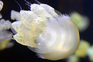 South Atlantic jellyfish Lychnorhiza lucerna