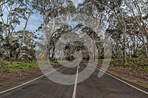 South australia road inside in eucalyptus forest