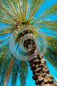 South Beach Palm Tree