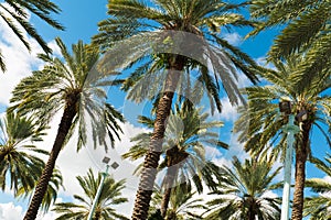 South Beach Palm Trees