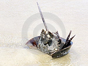 South Bethany beach the Horseshoe crab 2016