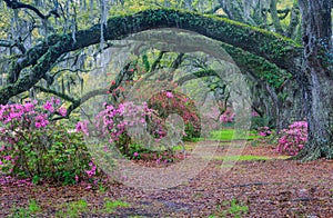 South Carolina Arching Oak Trees Moss Pink Azaleas photo