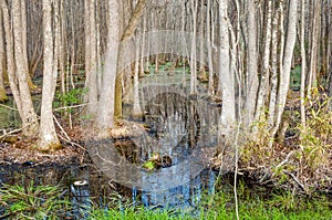 South Carolina bald cypress swamp