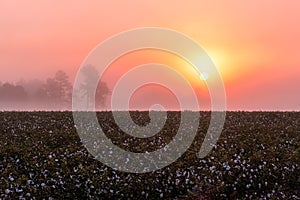 South Carolina Cotton Filed