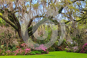 South Carolina Garden Azaleas Bloom Spring