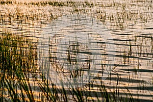South carolina low country marsh grass at sunset after flood