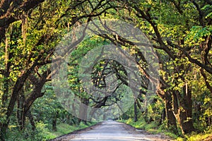 South Carolina Lowcountry Back Roads Botany Bay photo