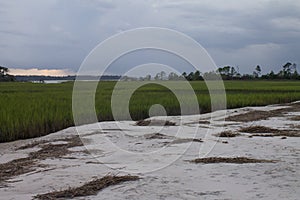 South Carolina Marshland