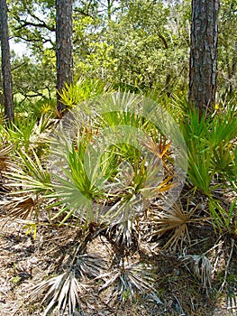 South Carolina Palmetto Thicket