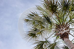 South Carolina Palmetto Tree With Copy Space
