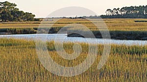 South Carolina Salt Marsh