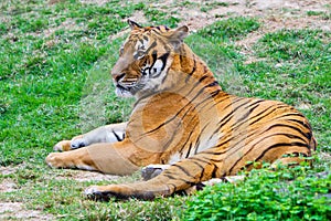 A south China tiger is groveling on the grassplot