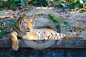 South China Tiger Lies Down and Enjoys the Sunshine photo