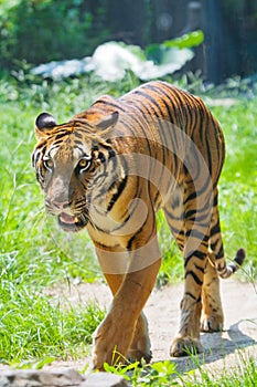 South China tiger walking photo