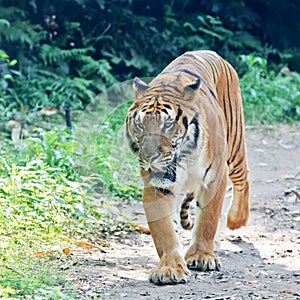 South China tiger walking 3 photo
