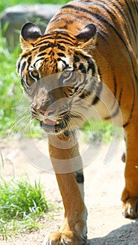 South China tiger walking and staring front photo