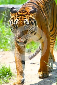 South China tiger walking and staring front photo