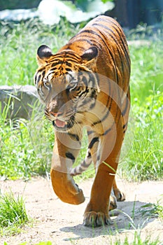 South China tiger walking photo