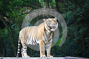 South China Tiger is standing on a stone photo