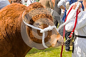 A South Devon Bull