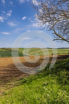 A South Downs view of young crops growing, with a blue sky overhead