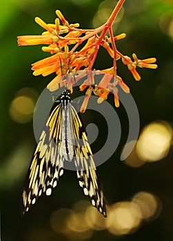 South East Asian Tree Nymph Butterfly