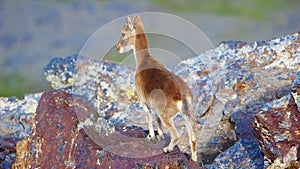 South eastern Ibex - Sierra Nevada