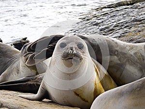 South Elephant Seal, Mirounga leonina, Souders Island, Falkland - Malvinas