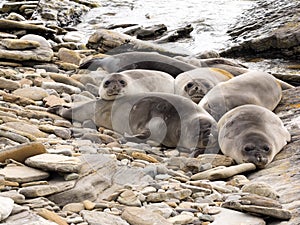 South Elephant Seal, Mirounga leonina, Souders Island, Falkland - Malvinas