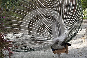 South End of a Northbound Peacock Displaying At a Florida Garden