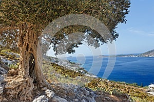 South European landscape with huge ancient olive tree and sea bay on Greek Kalymnos island