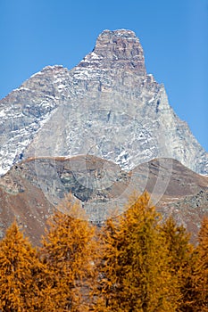 The south face of the Matterhorn view through a frame of larch t