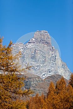 The south face of the Matterhorn view through a frame of larch t